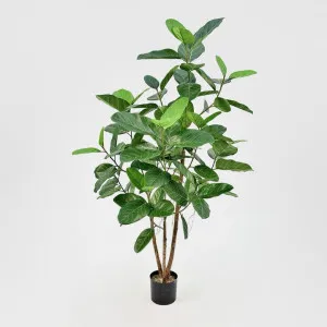 FICUS AUDREY TREE 91CM by Florabelle Living, a Plants for sale on Style Sourcebook