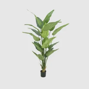 STRELITZIA POTTED 2.3M by Florabelle Living, a Plants for sale on Style Sourcebook