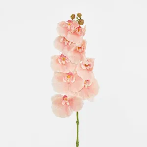 Ripple Phalaenopsis Stem Peach by Florabelle Living, a Plants for sale on Style Sourcebook