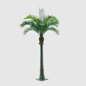 Coconut Palm 4.5m by Florabelle Living, a Plants for sale on Style Sourcebook