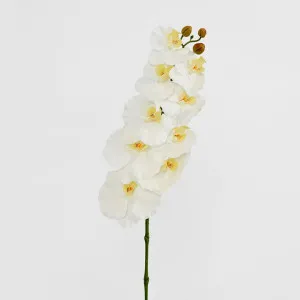 Ripple Phalaenopsis Stem White by Florabelle Living, a Plants for sale on Style Sourcebook