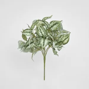 Scindapsus Bush 42cm by Florabelle Living, a Plants for sale on Style Sourcebook