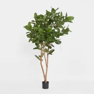 180cm Audrey Ficus Tree by Florabelle Living, a Plants for sale on Style Sourcebook
