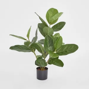64cm Potted Audrey Ficus Tree by Florabelle Living, a Plants for sale on Style Sourcebook