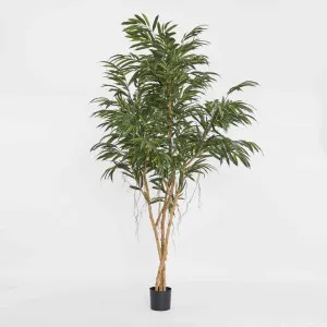 210cm Longifolia Tree by Florabelle Living, a Plants for sale on Style Sourcebook