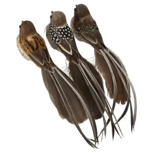 Woodland Boxed Set of Three Clip on Birds Brown by Florabelle Living, a Christmas for sale on Style Sourcebook