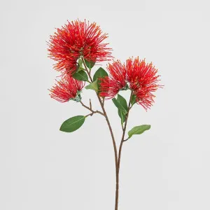 Pohutukawa Stem by Florabelle Living, a Plants for sale on Style Sourcebook