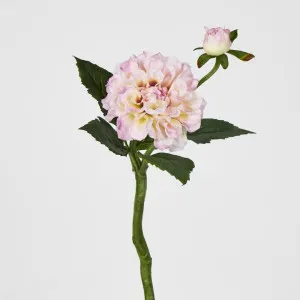 Pink Dahlia by Florabelle Living, a Plants for sale on Style Sourcebook