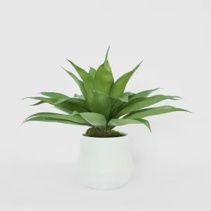 Giant Agave in Ana Planter by Florabelle Living, a Plant Holders for sale on Style Sourcebook