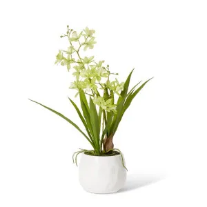 Cymbidium Mini  - 17 x 11 x 46cm by Elme Living, a Plants for sale on Style Sourcebook