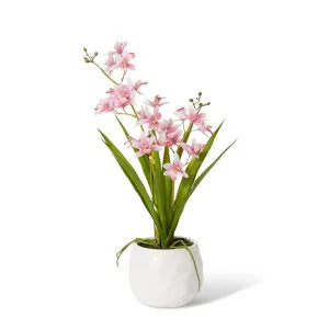 Cymbidium Mini  - 17 x 11 x 46cm by Elme Living, a Plants for sale on Style Sourcebook