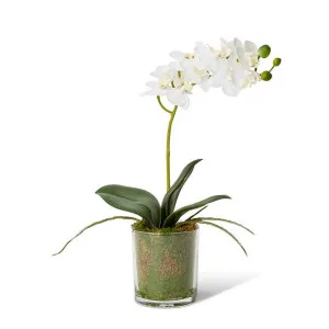 Phalaenopsis Mini - 17 x 10 x 30cm by Elme Living, a Plants for sale on Style Sourcebook