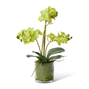 Phalaenopsis Mini - 21 x 16 x 40cm by Elme Living, a Plants for sale on Style Sourcebook