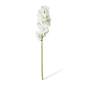 Vanda Orchid - 16 x 16 x 80cm by Elme Living, a Plants for sale on Style Sourcebook