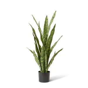 Sanseveria Plant  - 22 x 16 x 90cm by Elme Living, a Plants for sale on Style Sourcebook