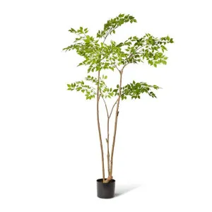 China Doll Tree - 34 x 34 x 235cm by Elme Living, a Plants for sale on Style Sourcebook