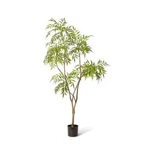 Mahonia Tree - 100 x 100 x 180cm by Elme Living, a Plants for sale on Style Sourcebook