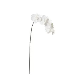 Phalaenopsis Orchid Stem - 20 x 8 x 95 cm by James Lane, a Plants for sale on Style Sourcebook