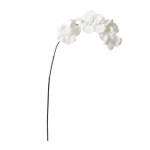 Phalaenopsis Orchid Stem - 20 x 8 x 112 cm by James Lane, a Plants for sale on Style Sourcebook