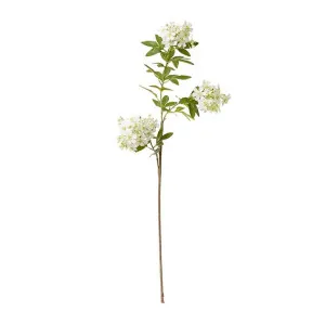 Lace Flower Stem - 40 x 30 x 100cm by James Lane, a Plants for sale on Style Sourcebook