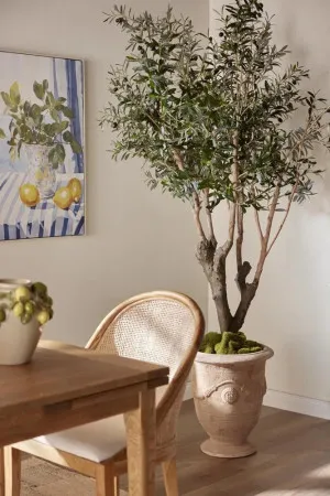 Artifical Olive Tree With 5 Branch Trunk 225cm by Florabelle Living, a Plants for sale on Style Sourcebook