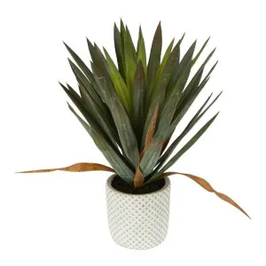 Artificial Yucca Gloriosa In Cement Pot by Florabelle Living, a Plants for sale on Style Sourcebook