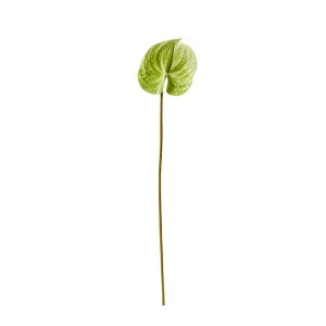 Anthurium Stem - 15 x 16 x 70cm by James Lane, a Plants for sale on Style Sourcebook