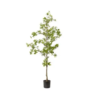 Black Olive Tree - 152cm by James Lane, a Plants for sale on Style Sourcebook