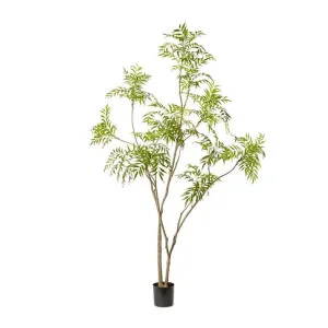 Mahonia Tree - 240cm by James Lane, a Plants for sale on Style Sourcebook