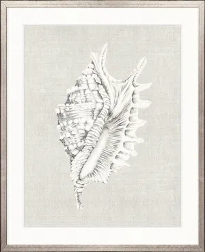 Shell on Linen IV by Designer Boys, a Premium Art for sale on Style Sourcebook