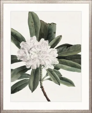 Phillipson Floral XII by Designer Boys, a Premium Art for sale on Style Sourcebook
