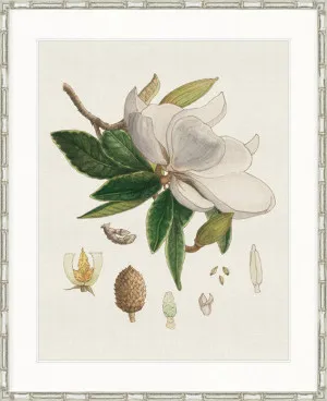 Classic Botanical Study II by Designer Boys, a Premium Art for sale on Style Sourcebook