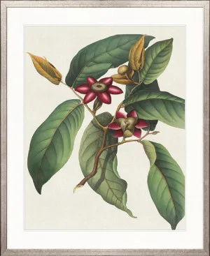 Botanical Specimen II by Designer Boys, a Premium Art for sale on Style Sourcebook