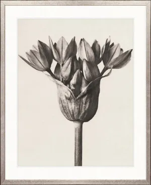 Botanique Specimen I by Designer Boys, a Premium Art for sale on Style Sourcebook