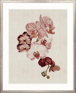 Delicate Orchid Bouquet I by Designer Boys, a Premium Art for sale on Style Sourcebook