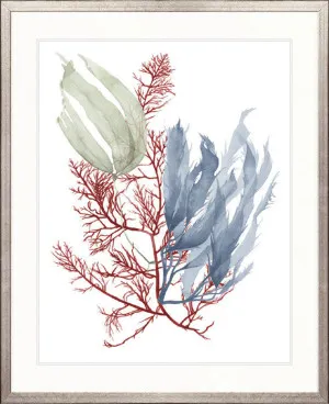 Seaweed Collage III by Designer Boys, a Premium Art for sale on Style Sourcebook