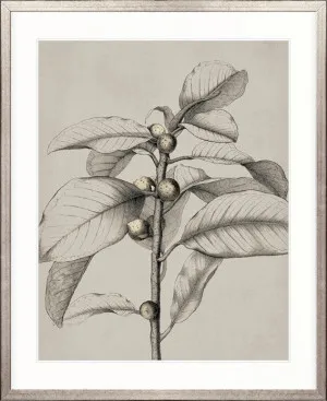 Maiden Beauty II by Designer Boys, a Premium Art for sale on Style Sourcebook