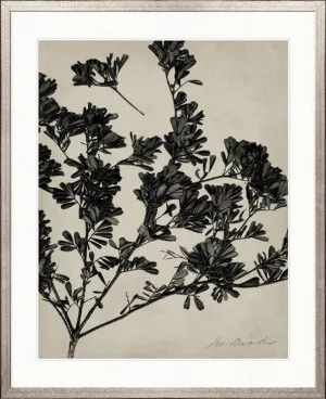 Endeavour Specimen II by Designer Boys, a Premium Art for sale on Style Sourcebook