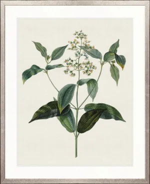 Floral Elegance IX by Designer Boys, a Premium Art for sale on Style Sourcebook