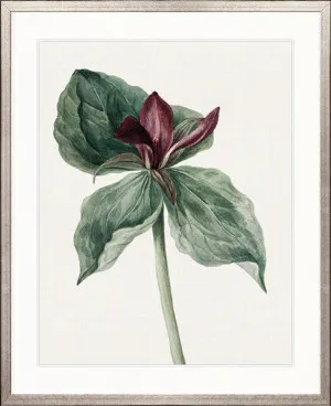 Phillipson Floral V by Designer Boys, a Premium Art for sale on Style Sourcebook