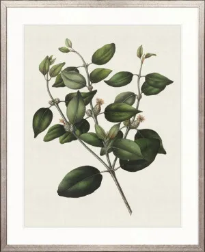Botanical Bliss IV by Designer Boys, a Premium Art for sale on Style Sourcebook
