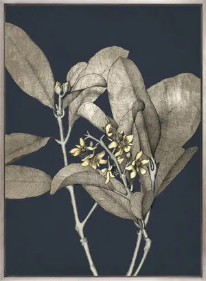Botanical Etching III (Canvas) by Designer Boys, a Premium Art for sale on Style Sourcebook