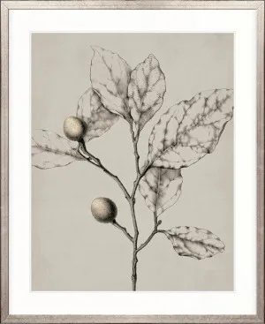 Maiden Beauty IV by Designer Boys, a Premium Art for sale on Style Sourcebook