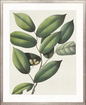 Botanical Specimen III by Designer Boys, a Premium Art for sale on Style Sourcebook