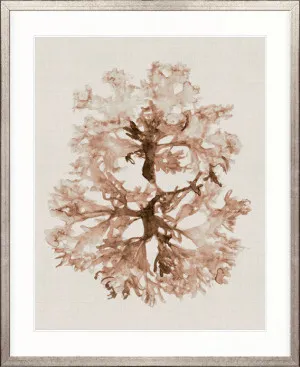 Alderney Coral I by Designer Boys, a Premium Art for sale on Style Sourcebook