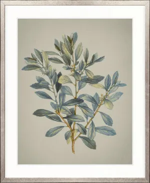 Kettering Foliage VI by Designer Boys, a Premium Art for sale on Style Sourcebook