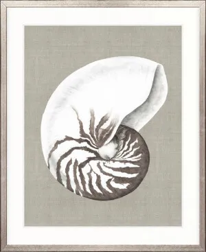 Alva Seashell III by Designer Boys, a Premium Art for sale on Style Sourcebook