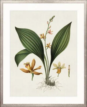 Simple Orchidees IV by Designer Boys, a Premium Art for sale on Style Sourcebook