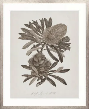 Endeavour Voyage Specimen III by Designer Boys, a Premium Art for sale on Style Sourcebook