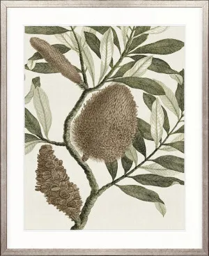 Integrifolia Specimen by Designer Boys, a Premium Art for sale on Style Sourcebook